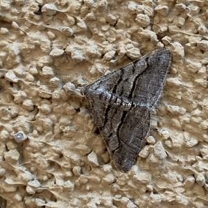 Meet your Posher, Lorenzo